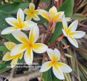 Star White plumeria flower - Jungle Jack source photo
