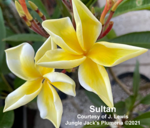 Sultan plumeria flower - Jungle Jack source photo