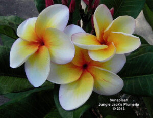 SunSplash plumeria flower - Jungle Jack source photo