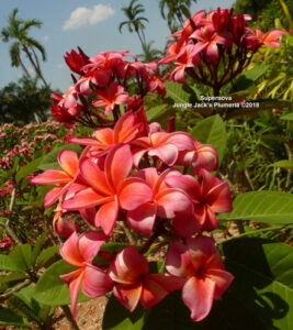 Supernova plumeria flower - Jungle Jack source photo