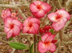 SuperRound plumeria flower - Jungle Jack source photo