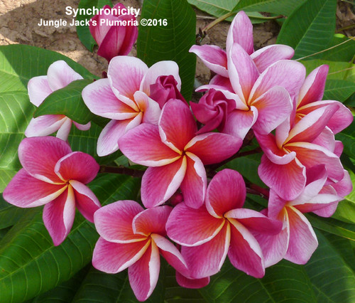 Synchronicity plumeria flower - Jungle Jack source photo