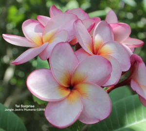 Tai Surprise plumeria flower - Jungle Jack source photo