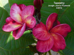 Tapestry plumeria flower - Jungle Jack source photo