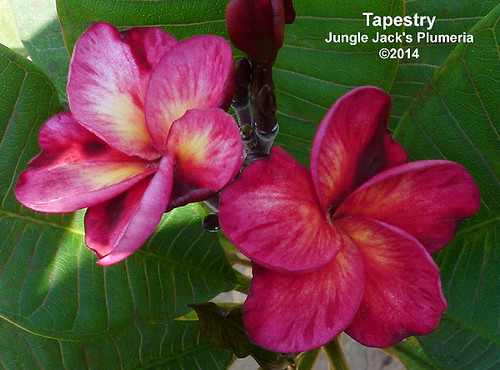 Tapestry plumeria flower - Jungle Jack source photo