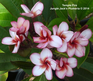 Temple Fire plumeria flower - Jungle Jack source photo