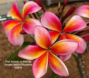 Thai Splash plumeria flower - Jungle Jack source photo
