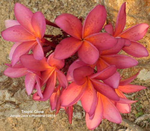 Tropic Glow plumeria flower - Jungle Jack source photo