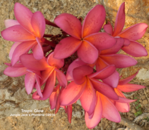 Tropic Glow plumeria flower - Jungle Jack source photo