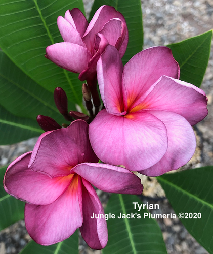 Tyrian plumeria flower - Jungle Jack source photo