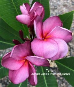 Tyrian plumeria flower - Jungle Jack source photo