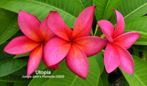 Utopia plumeria flower - Jungle Jack source photo