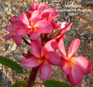 Valhalla plumeria flower - Jungle Jack source photo