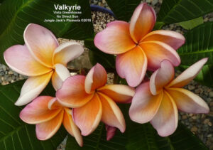 Valkyrie plumeria flower - Jungle Jack source photo