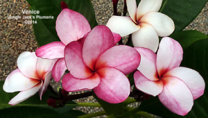 Venice plumeria flower - Jungle Jack source photo