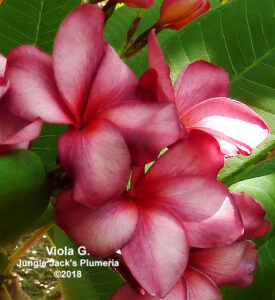 Viola G. plumeria flower - Jungle Jack source photo