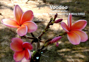 Voodoo plumeria flower - Jungle Jack source photo