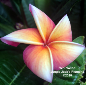 Whirlwind plumeria flower - Jungle Jack source photo