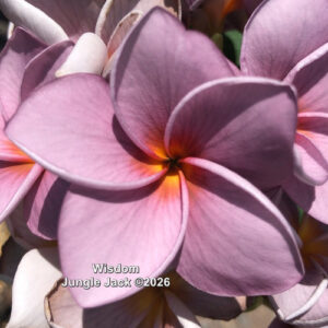 Wisdom plumeria flower - Jungle Jack source photo