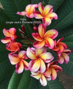 Xaos plumeria flower - Jungle Jack source photo