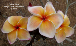 Yellow Gina plumeria flower - Jungle Jack source photo