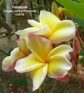 Yelnique plumeria flower - Jungle Jack source photo