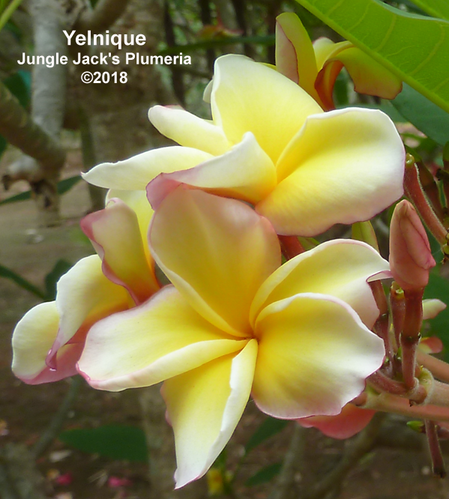 Yelnique plumeria flower - Jungle Jack source photo