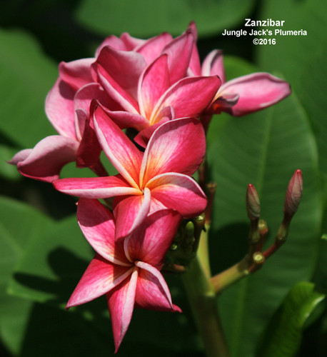 Zanzibar plumeria flower - Jungle Jack source photo