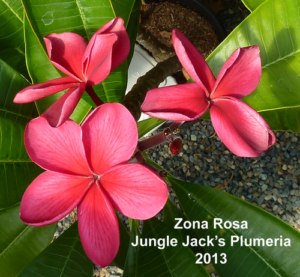 Zona Rosa plumeria flower - Jungle Jack source photo