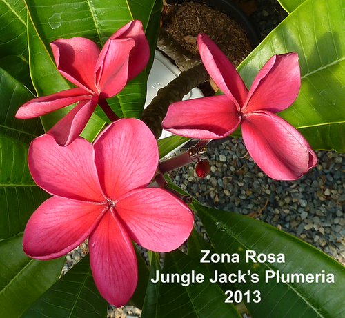 Zona Rosa plumeria flower - Jungle Jack source photo