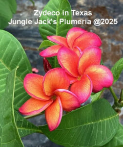 Zydeco plumeria flower - Jungle Jack source photo