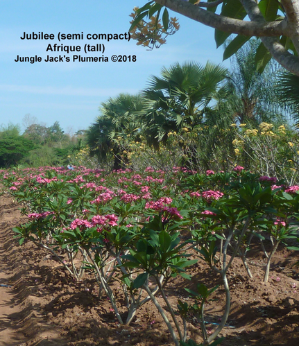Afrique plumeria flower - Jungle Jack source photo