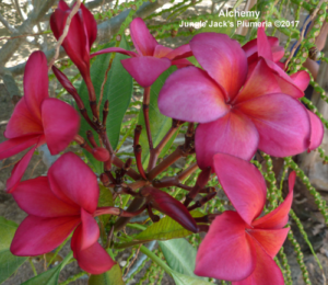 Alchemy plumeria flower - Jungle Jack source photo