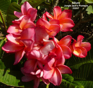 Allure plumeria flower - Jungle Jack source photo