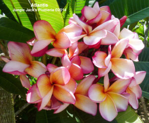 Atlantis plumeria flower - Jungle Jack source photo
