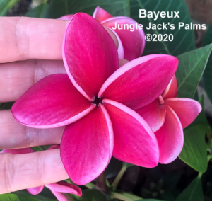 Bayeux plumeria flower - Jungle Jack source photo