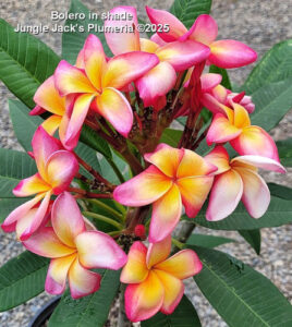 Bolero plumeria flower - Jungle Jack source photo