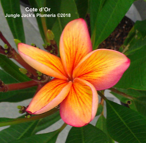 Côte d'Or plumeria flower - Jungle Jack source photo