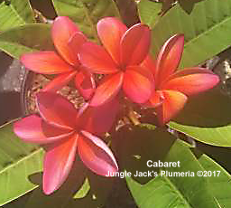 Cabaret plumeria flower - Jungle Jack source photo