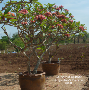 California Sunset plumeria flower - Jungle Jack source photo