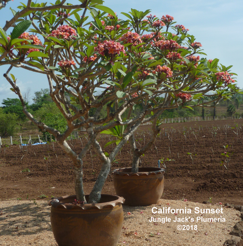 California Sunset plumeria photo