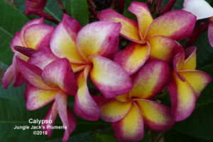 Calypso plumeria flower - Jungle Jack source photo