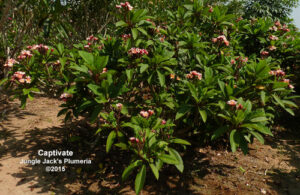 Captivate plumeria flower - Jungle Jack source photo