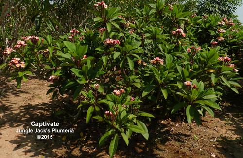 Captivate plumeria flower - Jungle Jack source photo