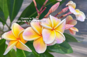 Chablis plumeria flower - Jungle Jack source photo