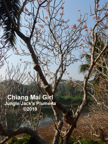 Chiang Mai Girl plumeria flower - Jungle Jack source photo