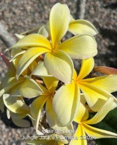 Clair de Lune plumeria flower - Jungle Jack source photo