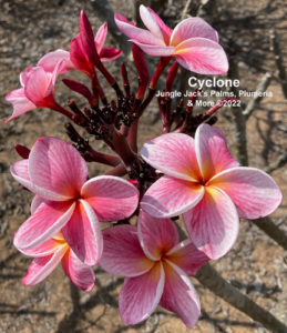 Cyclone plumeria flower - Jungle Jack source photo