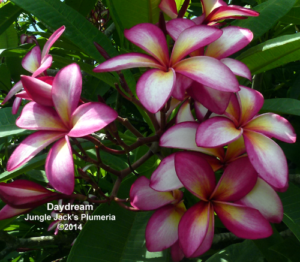 DayDream plumeria flower - Jungle Jack source photo