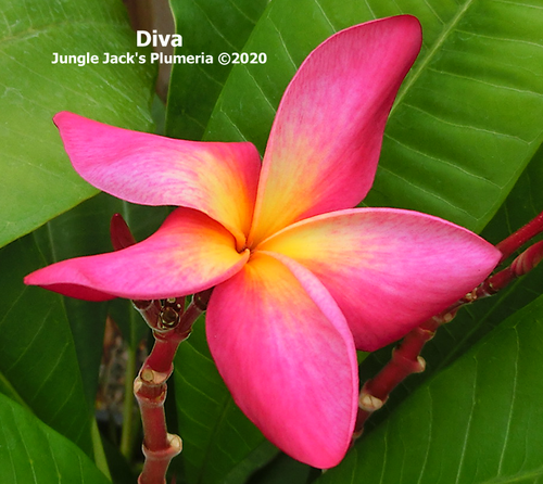 Diva plumeria flower - Jungle Jack source photo